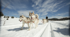 Sleddog: dalla Calabria a Skipass